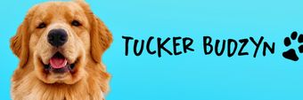 Tucker The Golden Retriever Profile Cover