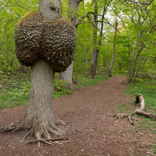 Vickleby ädellövskog