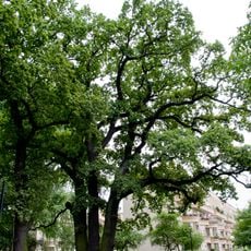 Drillings Stiel-Eiche Goebelstraße 70