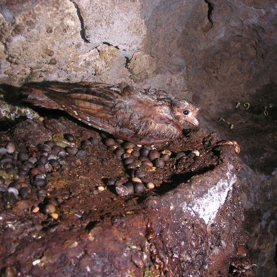 Cueva de Cacapishco