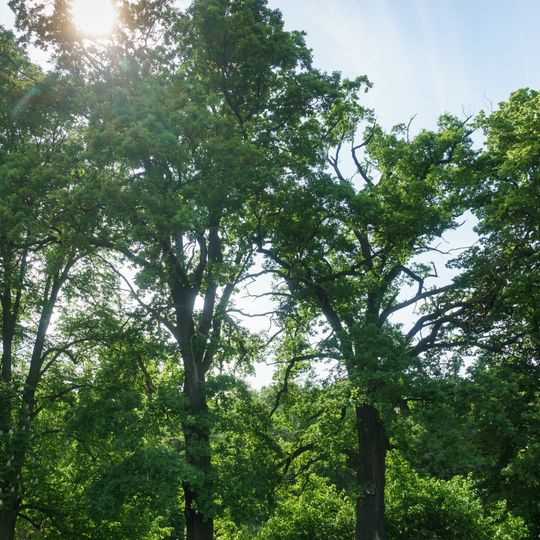 Eiche an der Promenade Colditz