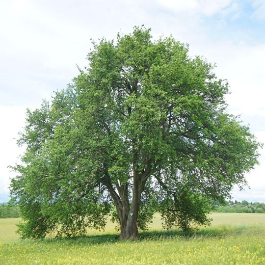 5-stämmiger Mostbirnbaum beim Thomaried