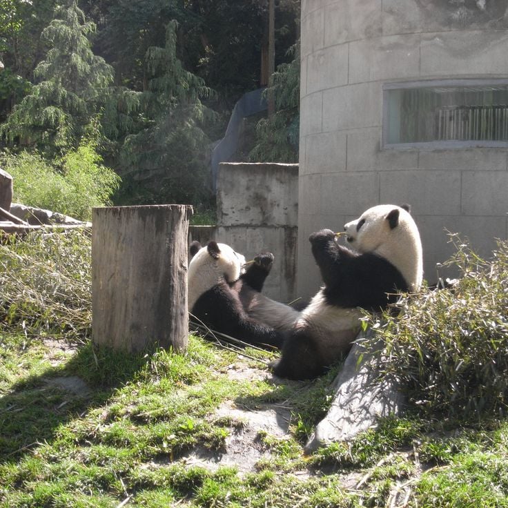 Wolong Natuurreservaat
