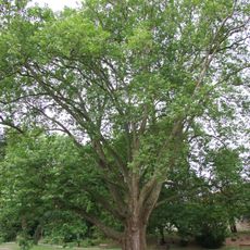 Platan ve Věžeckém parku