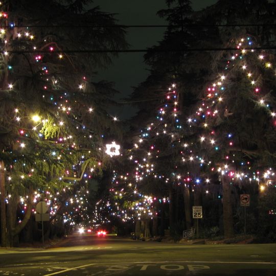 Christmas Tree Lane
