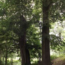 Lípy u křížku u Pejdlovy Rosičky