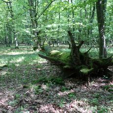 Rezerwat przyrody Dębina I