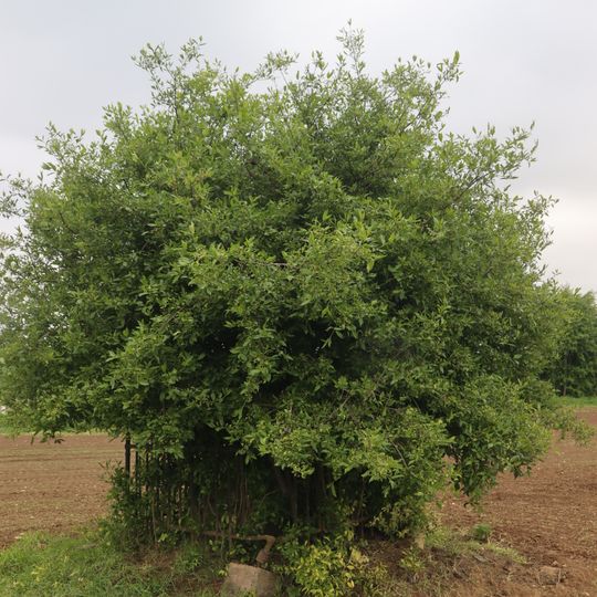 Kříž východně od Lhotic