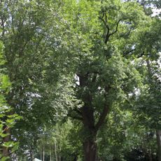 Dub letní na Malém Rohozci