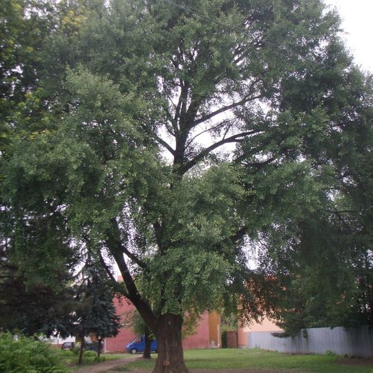 Ginko on Masarykova street