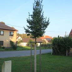 Lípa svobody ve Valdíkově