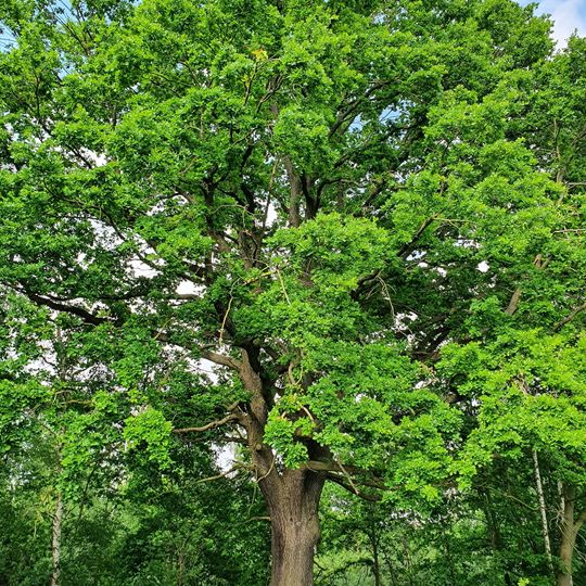 Eiche an den Schwarzen Teichen Böhlen