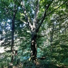 Buk u Opatovické obory