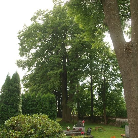 Lípa velkolistá v Ryžovišti