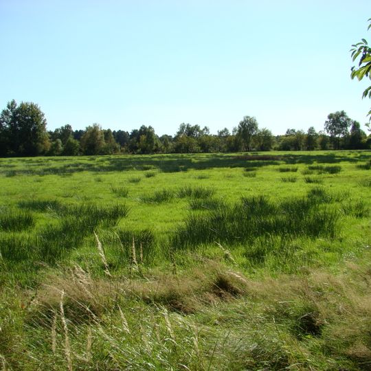 Kiehnmoor