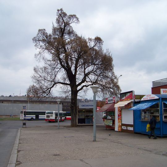 Jilm na Zátorách v Holešovicích