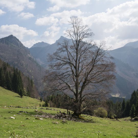 Buche auf der Zaglbauernalm