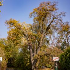 Lípa u vodojemu v Chorouškách