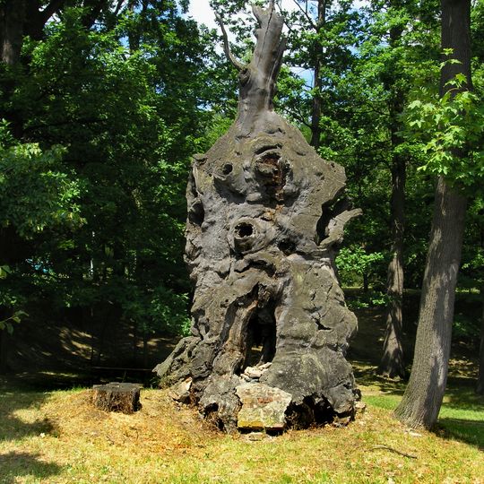 Tisíciletý dub v Oseku