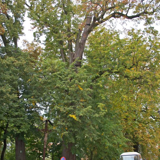Drei Winterlinden vor der Kapuzinerklosterkirche Kleinried