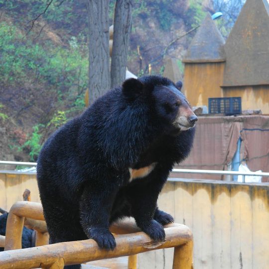 八达岭熊乐园