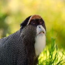 Brazzaville Zoo