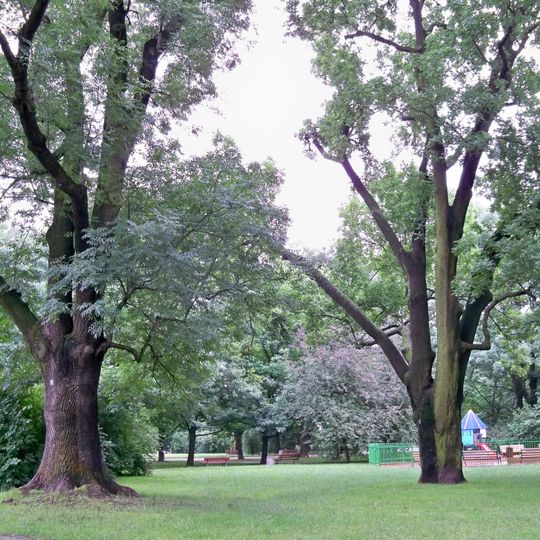 Monumental ash trees in Wielkopolski Park