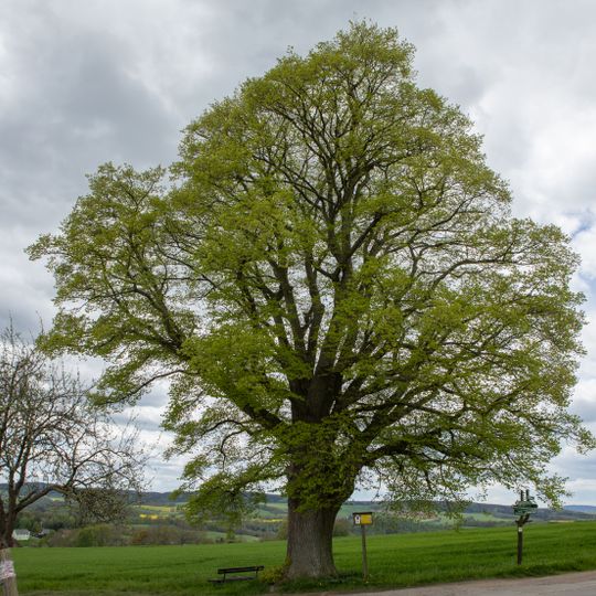 Linde am Querweg in Leubsdorf
