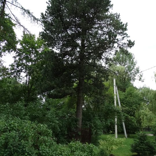 Antakalnio parko kedrinė pušis