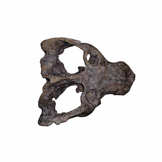 Paleontological Site Arroio Cancela