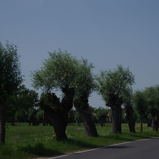 Naturdenkmal Kopfweidenallee , Hopfen  0,7 km NNW Kirche; Flur 1, 2, Flurstück 167, 182; 102, 104, 114, 111 in Groß Machnow