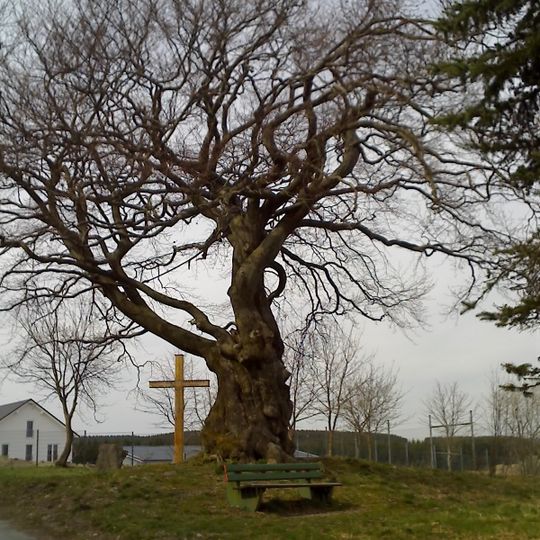 Naturdenkmal Buche Rauher Busch