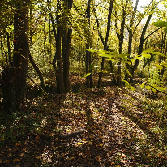 Gemeindewald Kleinblittersdorf: Erweiterungsflaeche: Rebenhof