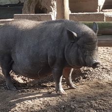 Tiergarten Fasanerie Groß-Gerau
