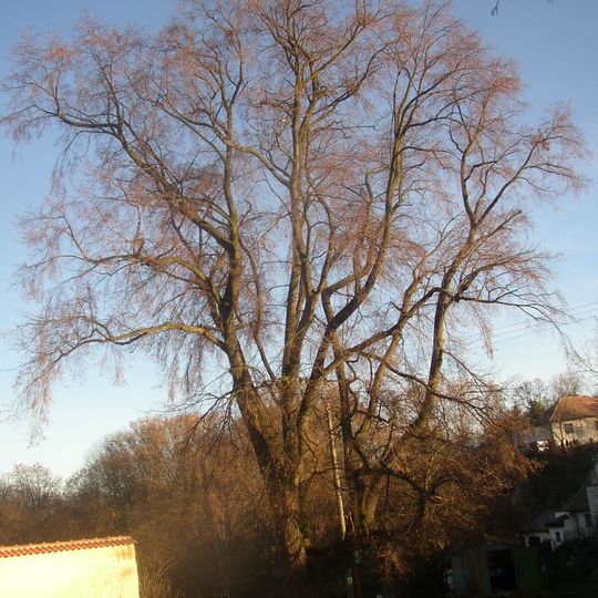 Lípa malolistá v Želenicích