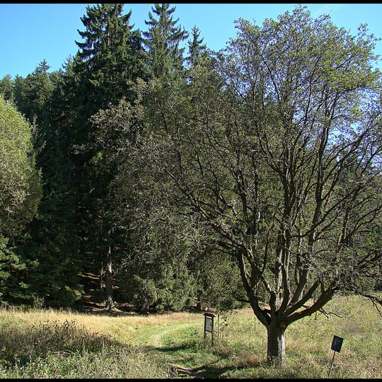 Jeřáb muk u Kosího potoka