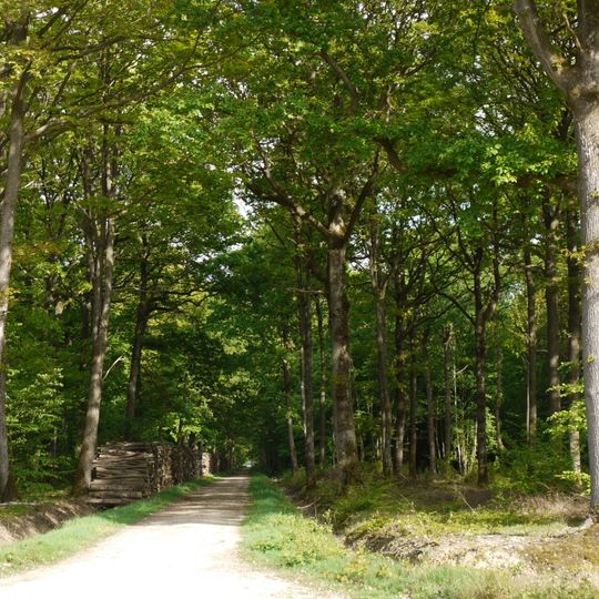 Forest of Rambouillet